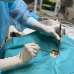 Esterilizaciones caninas y felinas a entidades de protección animal