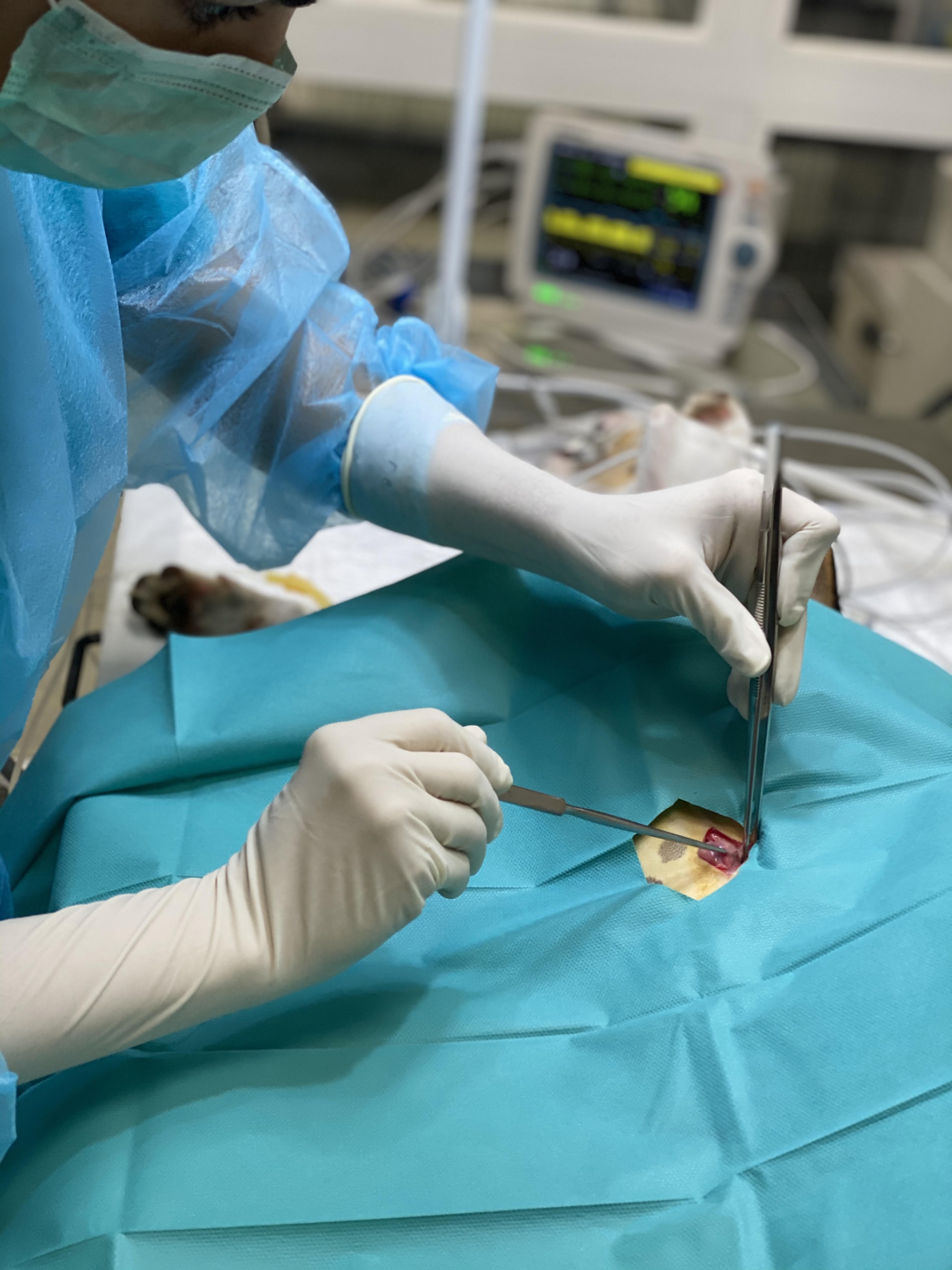 Cirugía de esterilización felina en el quirófano